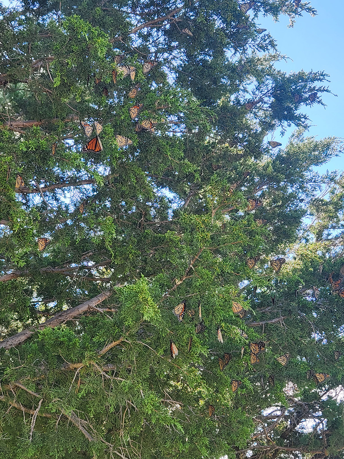 The Trees are Alive with the Flutter of Monarchs