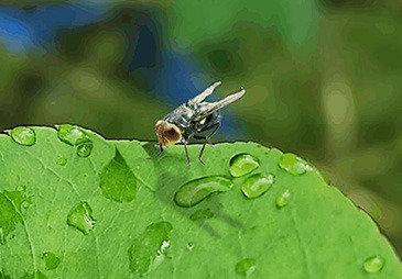 The New World screwworm is spread through fly larvae that enter open wounds. (U.S. Department of Agriculture)