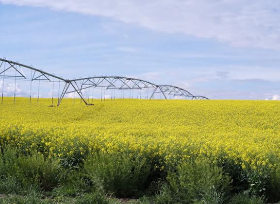 Heath Koehn grew canola for the first time this year, turning parts of his field bright yellow. Most canola grown will be shipped to northwest Kansas and processed for biofuel. Calen Moore/Kansas News Service