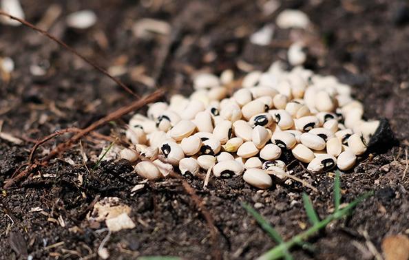 Black-eyed peas, also known as cowpeas, are another crop option for high protein feed. Calen Moore/Kansas News Service