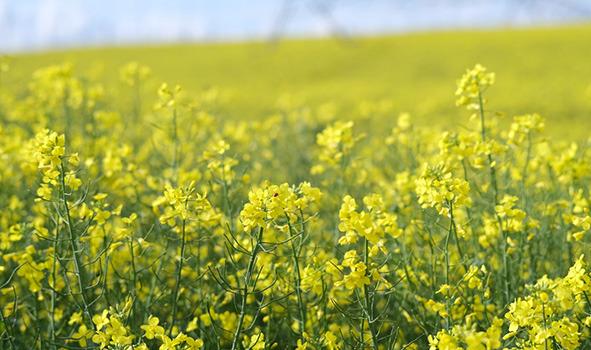 Canola is expected to increase in acres planted in Kansas, thanks to the expanding biofuels industry. Calen Moore/Kansas News Service