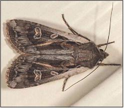 Miller moths lay up to 1,000 eggs that hatch in the spring as army cutworms, eager to feed on crop leaves. (K-State Entomology Department)