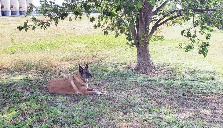 My Bestest Girl, Miss Dutchess Magoo, AKA Little Butt, Has Crossed the Rainbow Bridge