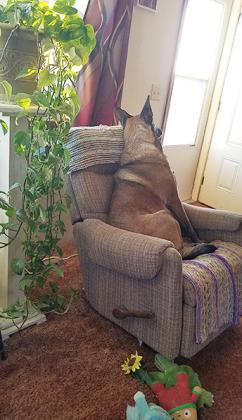 My Bestest Girl, Miss Dutchess Magoo, AKA Little Butt, Has Crossed the Rainbow Bridge