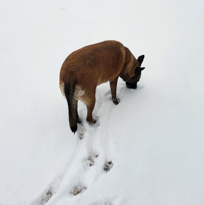 My Bestest Girl, Miss Dutchess Magoo, AKA Little Butt, Has Crossed the Rainbow Bridge