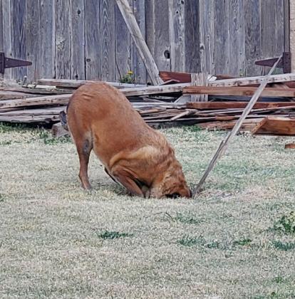 My Bestest Girl, Miss Dutchess Magoo, AKA Little Butt, Has Crossed the Rainbow Bridge