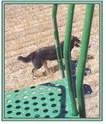 Above: Denton Tankersley Left: Denton’s faithful dog, Dresden, is unhappy Dave Breitkreutz is in his/her spot. Far Left: Denton Tankersley uses a John Deere combine with a Shelbourne Reynolds stripper header to harvest a wheat field. Below: A view from inside. Bottom Left: The payoff.