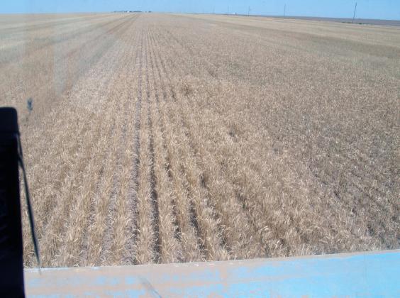 See the Kansas Wheat Reports on Pages 4 and 5