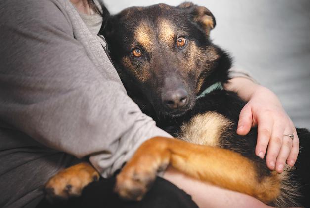 Protect your pet from fireworks stress