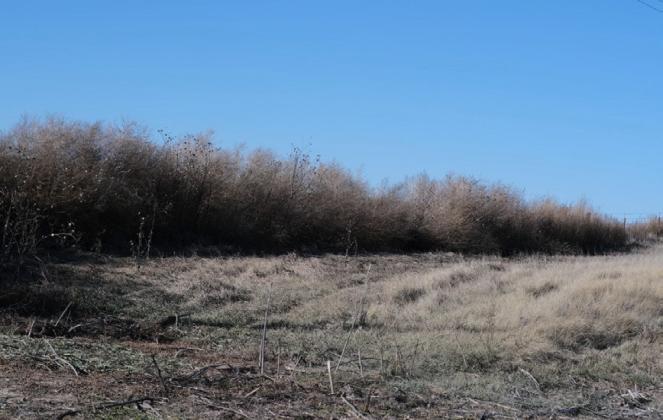 A wall of Tumbleweeds in Ford County, more than six feet tall. Calen Moore/Kansas News Service