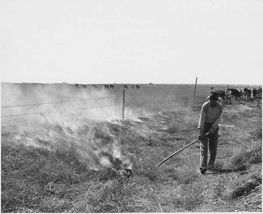 A man in Haskell County, Kansas burning tumbleweeds in the roadside ditches is a regular spring practice. U.S. National Archives and Records Administration