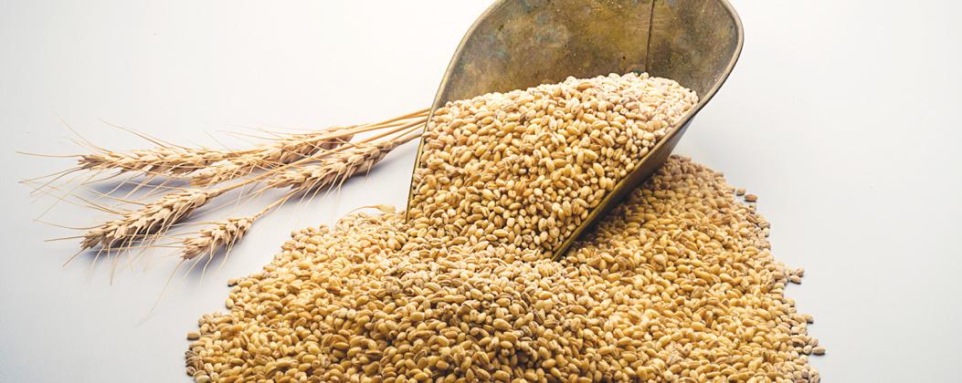 Wheat and More….or less