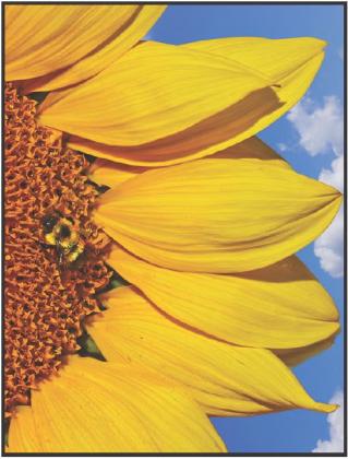 The buzz about bees