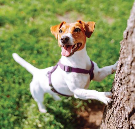 How to make a backyard safe for dogs