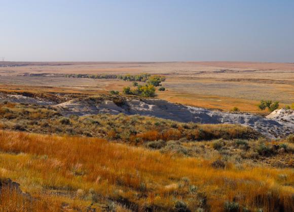 The Nature Conservancy raises both cattle and bison at Smoky Valley Ranch in western Kansas. TNC transfers some surplus bison to tribal nations for restoration and stewardship. (Photo by Erin Socha for Kansas Reflector)