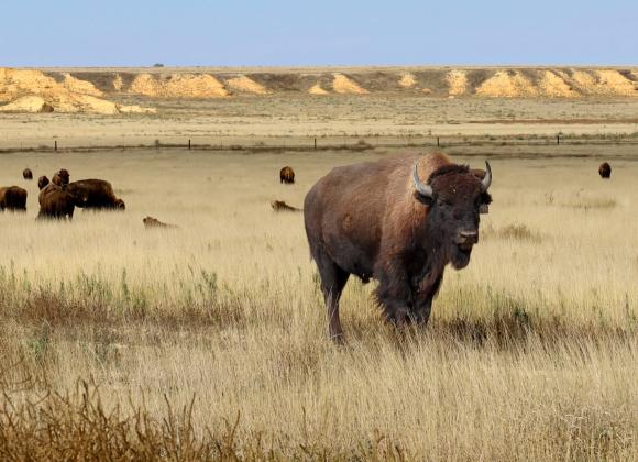 Mixed and shortgrass prairie on the Smoky Valley Ranch changes color in the fall. Chalky outcroppings in the soil prevented the conversion to row crop agriculture. (Photo by Erin Socha for Kansas Reflector)