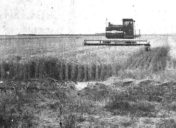 Above (L-R): Norman Ames and Earl Strong, Jr., both of Leoti, paused an instant Saturday, July 12, in the Ames field of wheat on the Lula Cibulski irrigated land just north of Leoti. This field is part of the 155 acres of irrigated wheat planted the last of September. Part of the field had only one irrigation during the past year. Ames, one of the progressive farmers in this district has other wheat elsewhere for a total of 400 acres. Below: Willis Crowley, running a Massey-Ferguson combine.