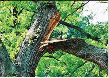 A photo of some tree damage posted by the City of leoti on social media.