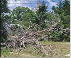 An old, dead tree on the west edge of your editor's property fell, thankfully it caused no damage.