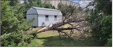 An opposite view of the felled tree at the editor's home.