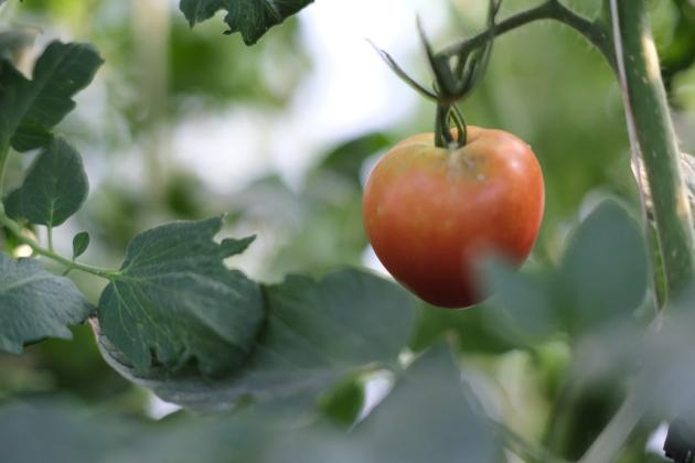 Fresh produce sprawls in every direction in handmade greenhouses in north Garden City. It’s the only produce farm for miles in southwest Kansas. Calen Moore/Kansas News Service