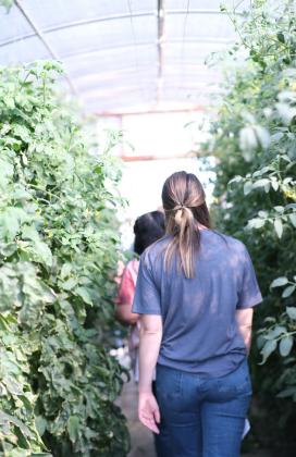 State employees and local school leaders from southwest Kansas squeeze by the mini jungle growing fresh produce at a local farm. The plants can grow as tall as 10 feet. Calen Moore /Kansas News Service