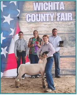 Grand Champion Breeding Ewe – exhibited by Faith Marcy