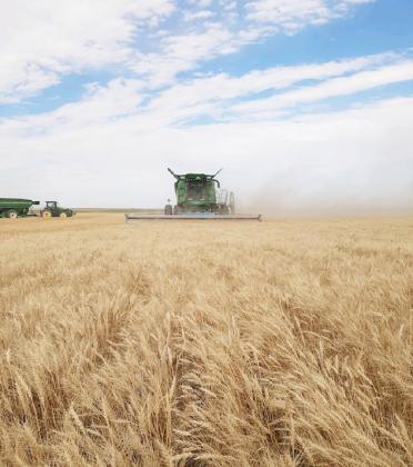The 2024 Wheat Harvest has arrived in Wichita County. The Bjurstrom Ag crew, pictured above on June 22, started their harvest on Monday, June 17. In this photo, Ryan Bjurstrom operates the John Deere combine while Jace Bjurstrom can be seen driving the grain cart. The Native Sun wishes everyone a safe and prosperous harvest. Photo courtesy Nikki Bjurstrom