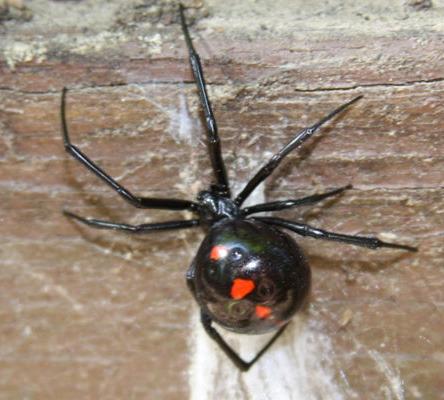 Black widow spiders seem to be more active this year, says K-State entomologist Jeff Whitworth. (Photo courtesy of K-State Department of Entomology)