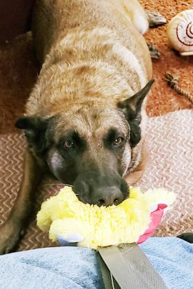 My very good girl, Dutchess, turns 10 years old on November 13. I actively resisted the idea of being her human back in October, 2015. But we won each other over. Now I wouldn't know what to do without her.