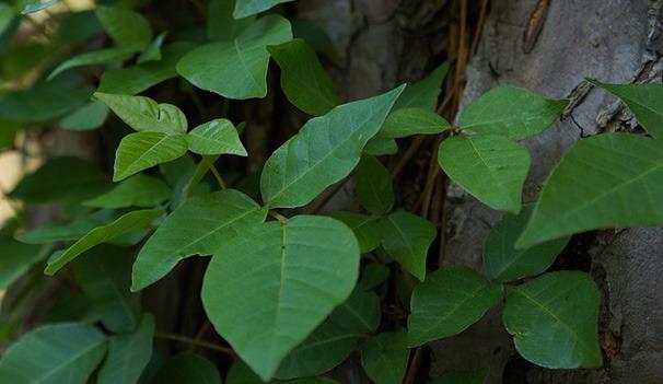 Identifying poison ivy is important