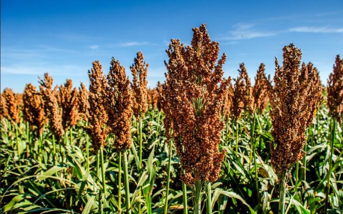 Kansas milo crop ‘tremendous’ — but low prices, disappearing markets jeopardize sales