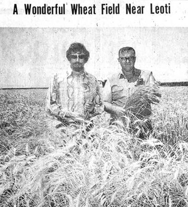 Norman Ames and Earl Strong, Jr. , both of Leot i , paused an instant Saturday, July 12, [1975] in the Ames field of wheat on the Lula Cibulski irrigated land just north of Leoti. This field is part of the 155 acres of irrigated wheat planted the last of September. Par t of the field had only one irrigation during the past year. Ames, one of the progressive farmers in this district has ot her wheat elsewhere for a total of 400 acres.