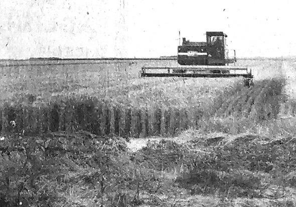 Willis Crowley, running a Massey- Ferguson combine.