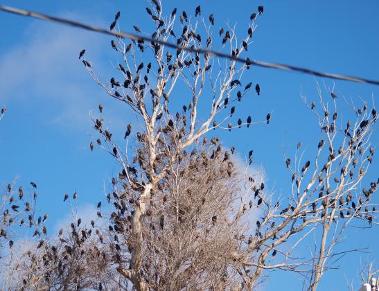 It may be a bit early for migration season