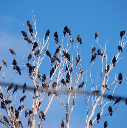 It may be a bit early for migration season, but don't tell these guys! Dave Breitkreutz found them at his place on Monday, February 5.