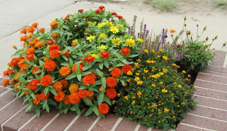 Downtown Planter Appreciation