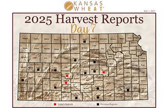 Day 7, Kansas Wheat Harvest Report 2025
