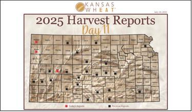 Day 11, Kansas Wheat Harvest Report