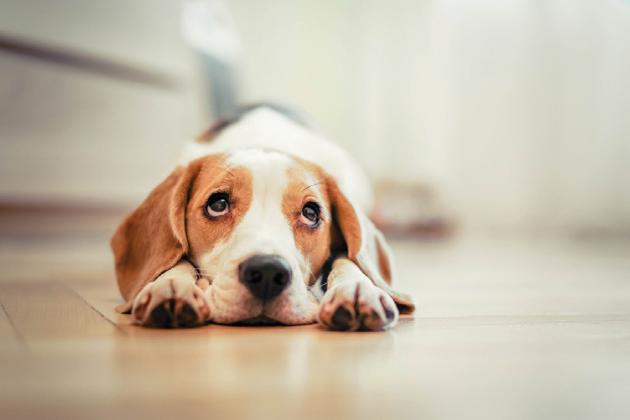 Characteristics of popular dog breeds