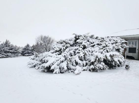 Above: Rita Smith shared these photos of her ranch blanketed in the year's first significant snowfall. KWCH Weather reported that Leoti had received 4 inches of the wet white stuff over the January 4-5 time period.