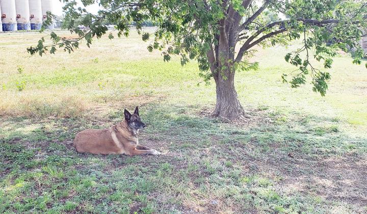 My Bestest Girl, Miss Dutchess Magoo, AKA Little Butt, Crossed the Rainbow Bridge