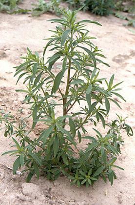 K-State weed specialist shares tips on controlling earlyemerging kochia