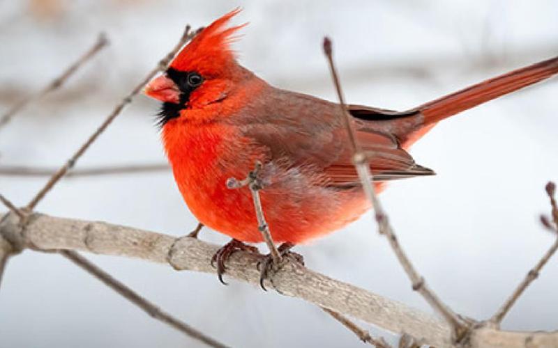 Mild winter weather? Keep feeding backyard birds