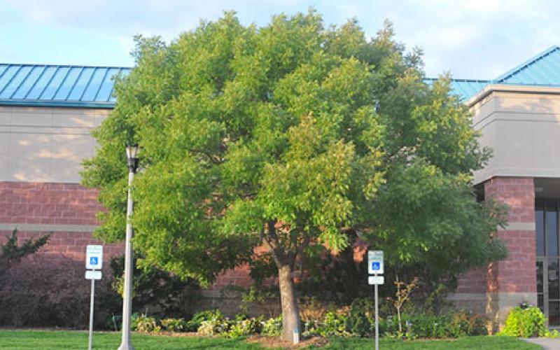 A beautiful tree needs care from the time it is planted. KSU File Photo