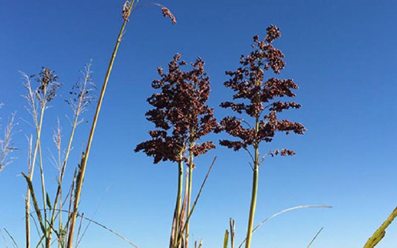 Shattercane (shown) and johnsongrass are the primary grass weed problems in Kansas grain sorghum fields. K-State File Photo