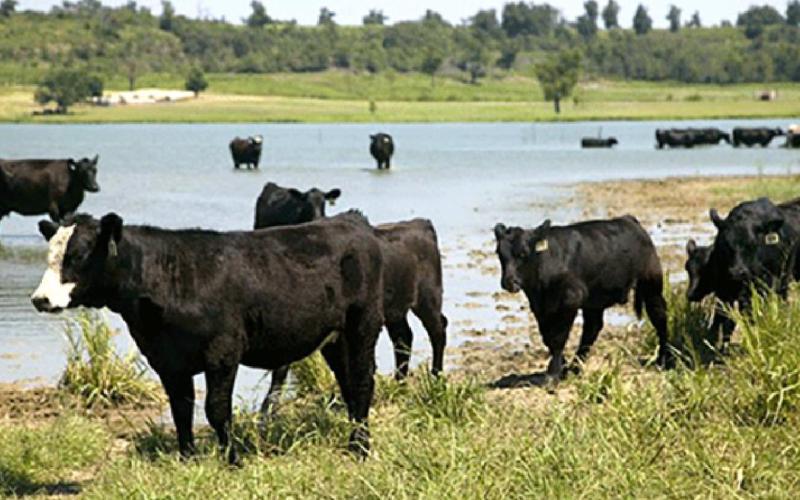Cattle need access to water to help them through hot, summer days. (KSRE file photo)