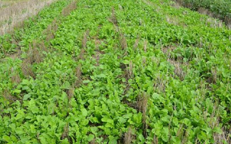 K-State researchers have discovered that cover crops may be a site-specific tool for managing phosphorus runoff.