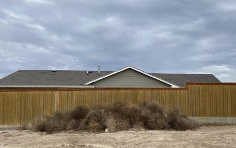 A pile of tumbleweeds cling together at the edge of town in Garden City. Calen Moore/Kansas News Service