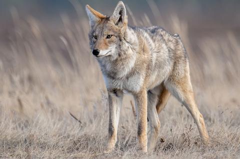 Coyote breeding season from January to March can cause the canine to be more active.